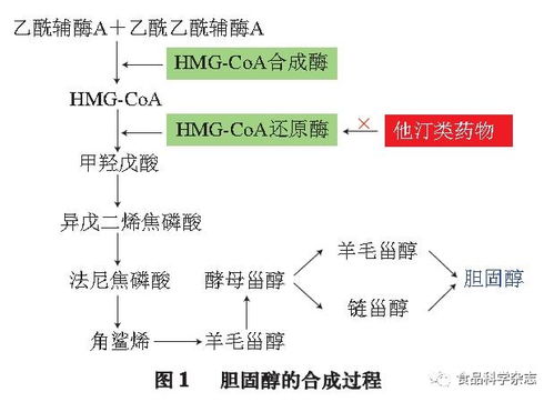 降胆固醇功能性食品的研究进展 佛山科学技术学院特聘青年研究员朱寒月的视角